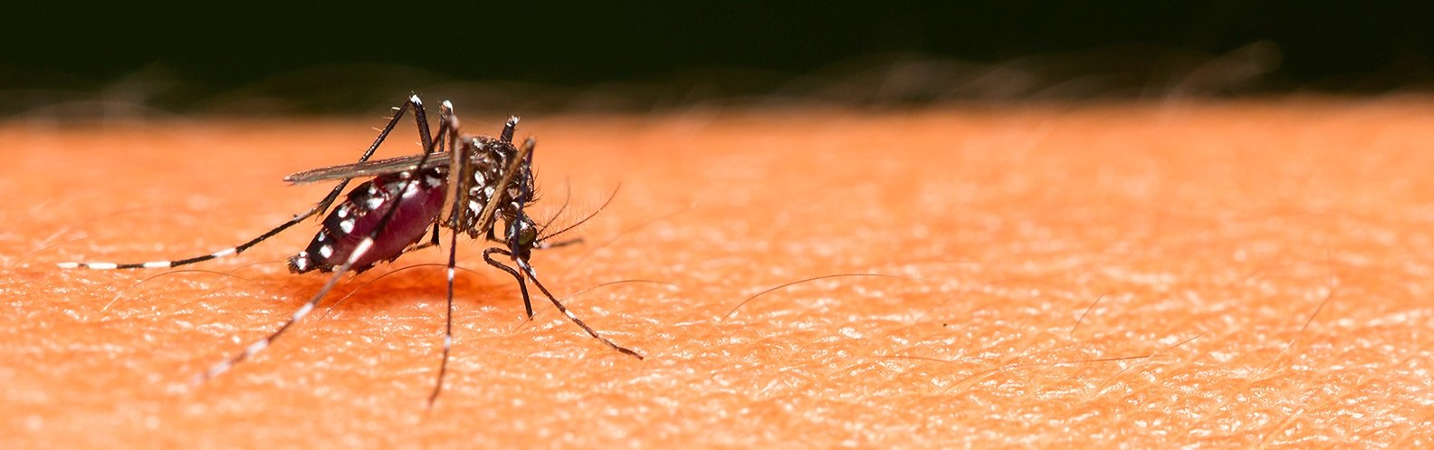 Previna-se da dengue com hábitos simples