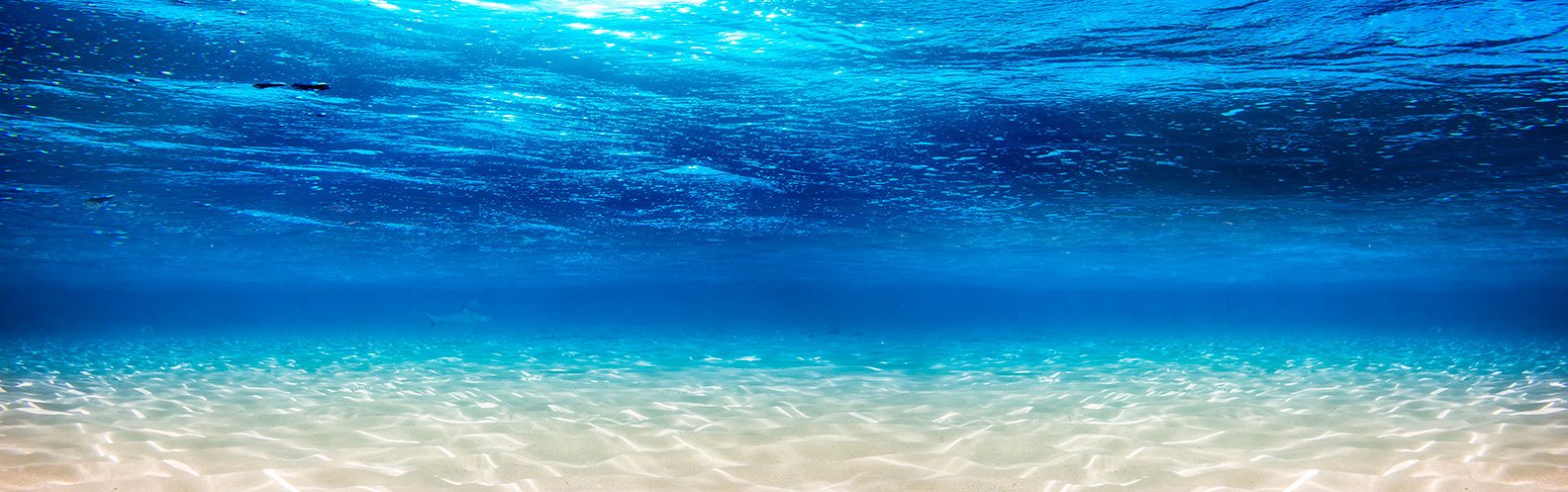 Preserve mares e oceanos com 4 dicas simples