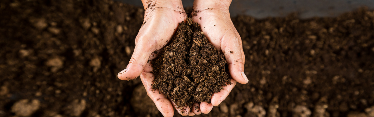 Compostagem: o que é e saiba como fazer